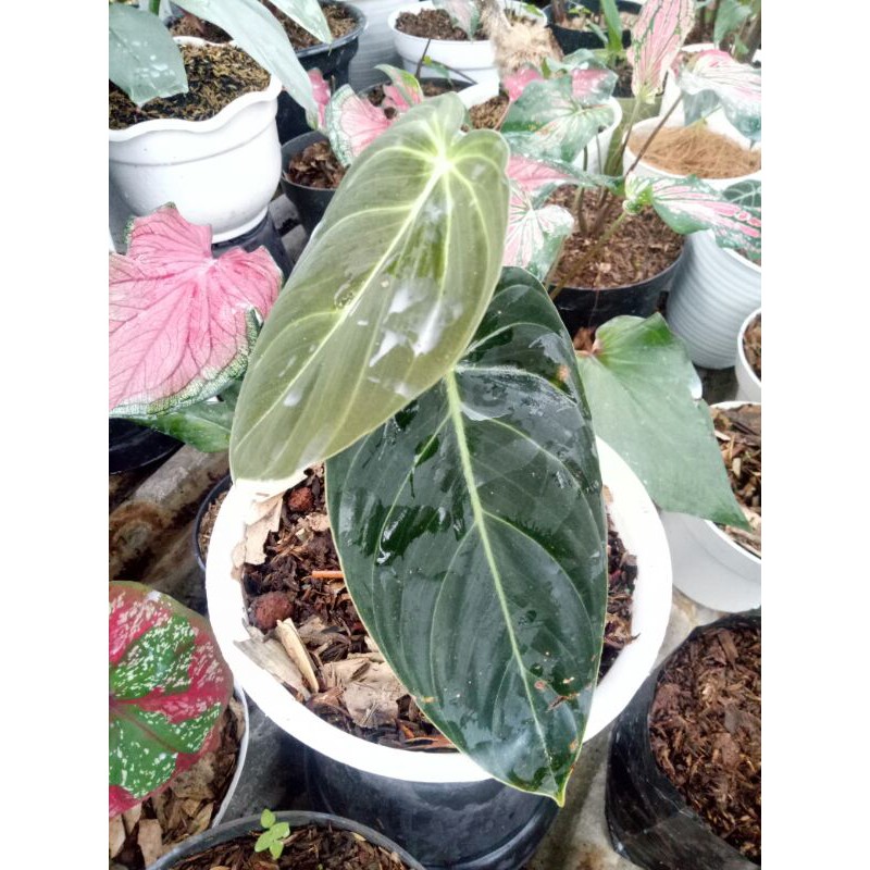 tanaman hias philodendron melano/lidah gajah-philodendron melano-LIDAH GAJAH-MELANO-melano promo