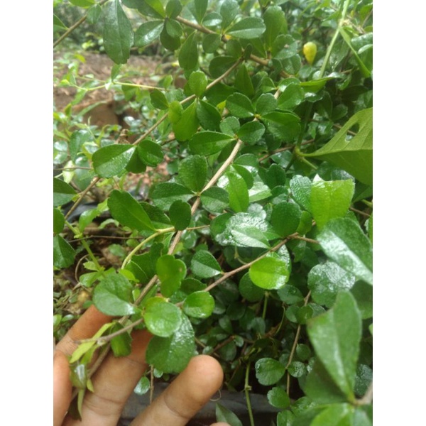 bibit hokianti bunga