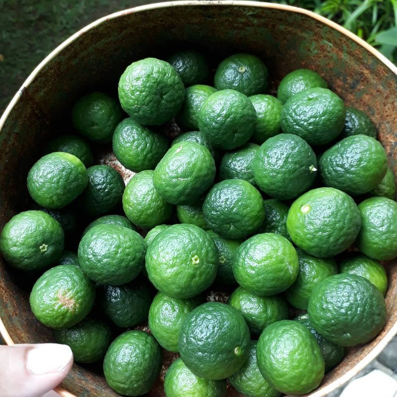 

jeruk limau per 4kg