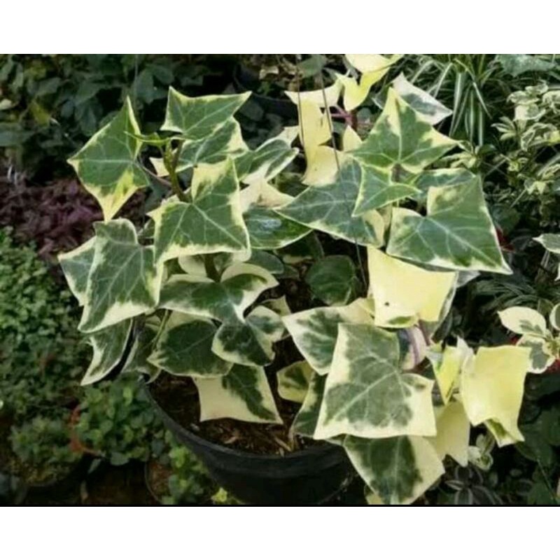 Tanaman hias senecio macroglossus | Ivy varigata | ivy english