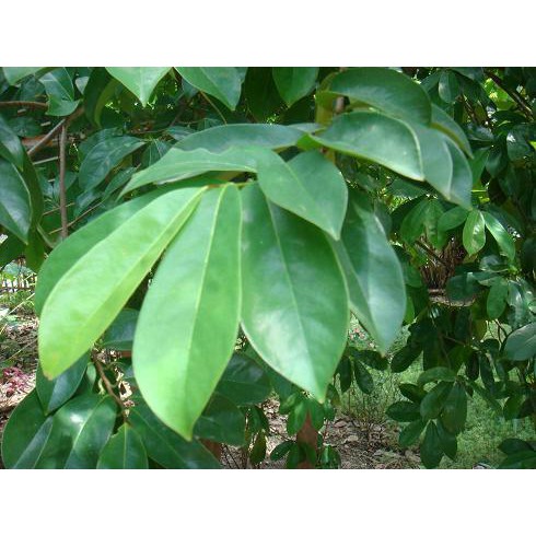 

DAUN SIRSAK SEGAR