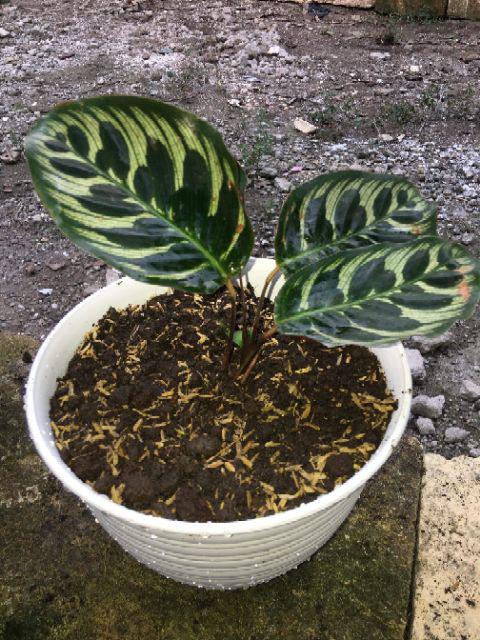 Tanaman Hias Peperomia Clusiifolia