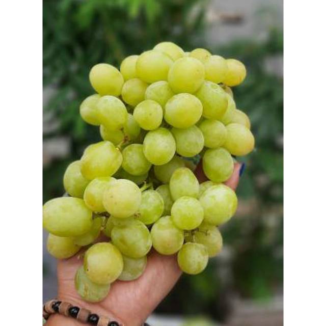 

Anggur Hijau Seedless 250gr