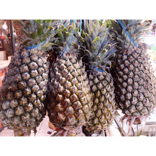 

Nanas palembang murah berkualitas