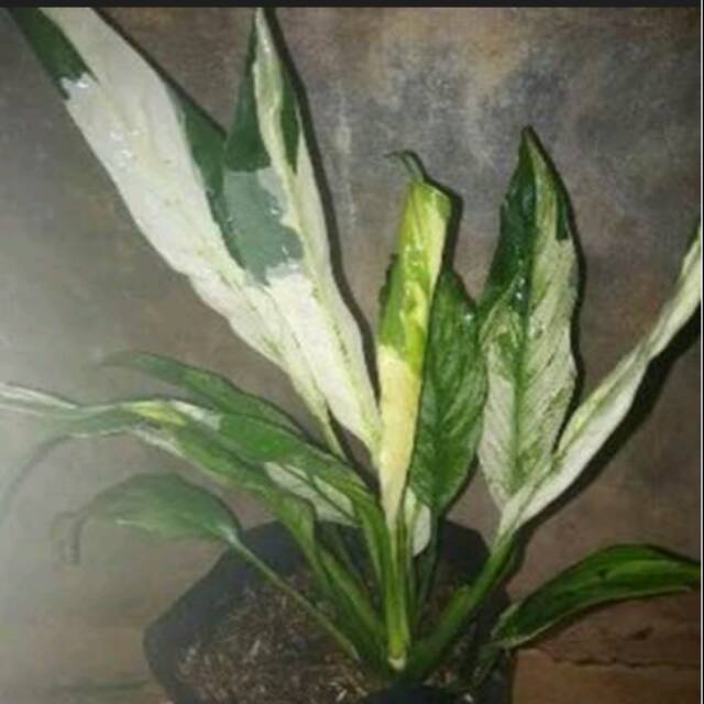 Jual Tanaman Hias Sepatu Filum Variegata Peace Lily Variegata Shopee Indonesia