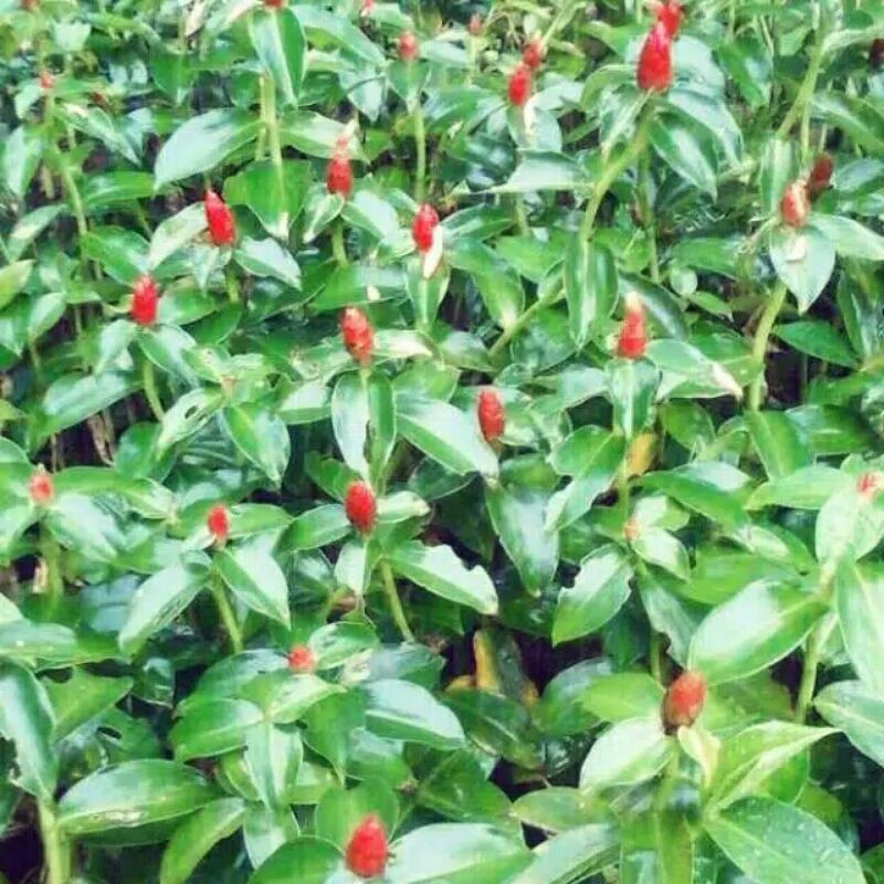 Tanaman Pacing Pentul Tanaman Bunga Pacing Tanaman Pacing Pentul Merah