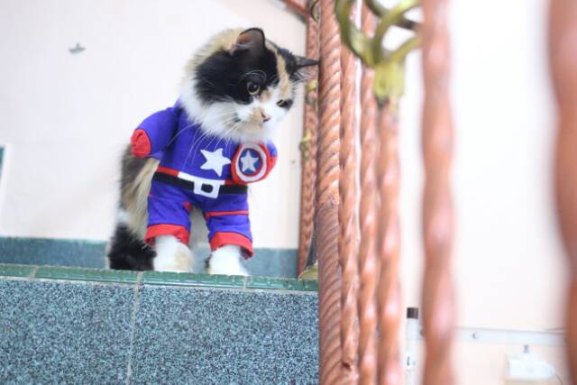 Kostum kapten amerika untuk kucing dan anjing size S M L XL