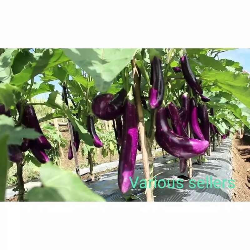 benih terong laguna/biji terong laguna (10 benih)