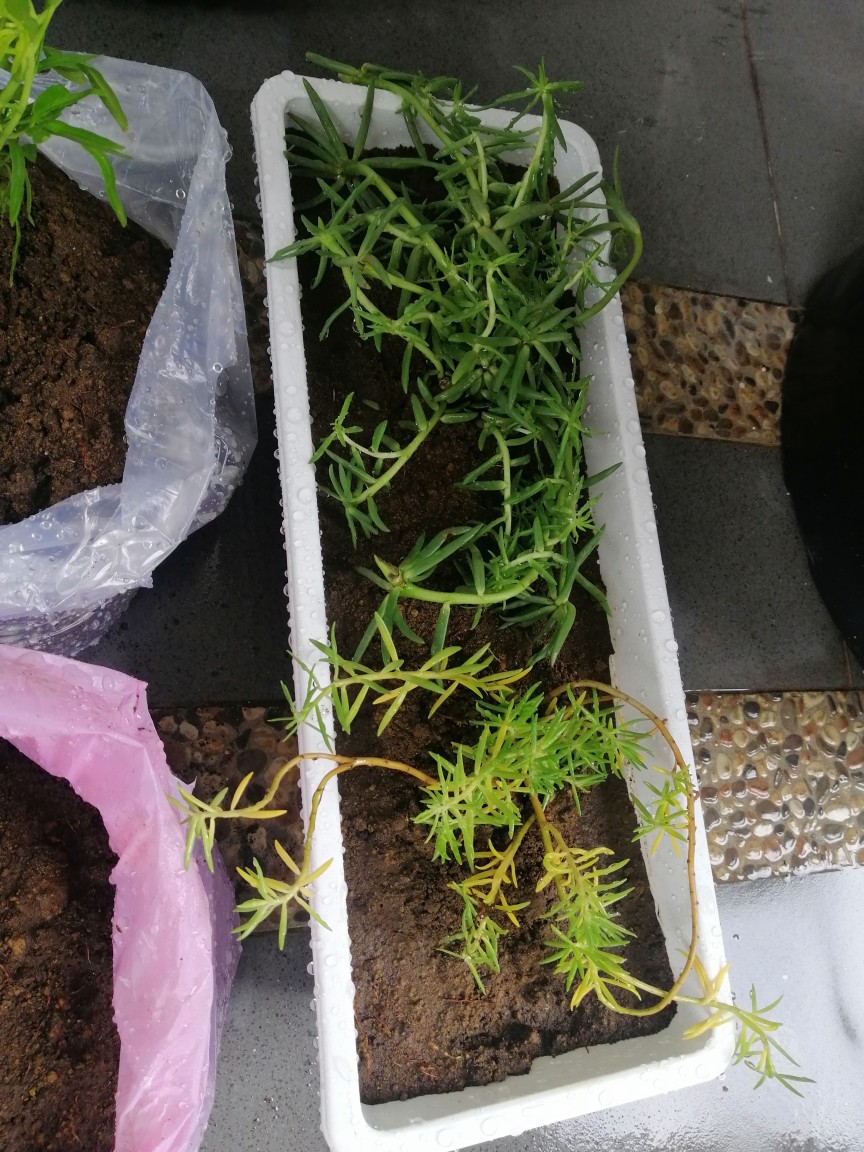 Portulaca Mini Batik Ungu Tumpuk/portulaca Grandiflora Double Petal