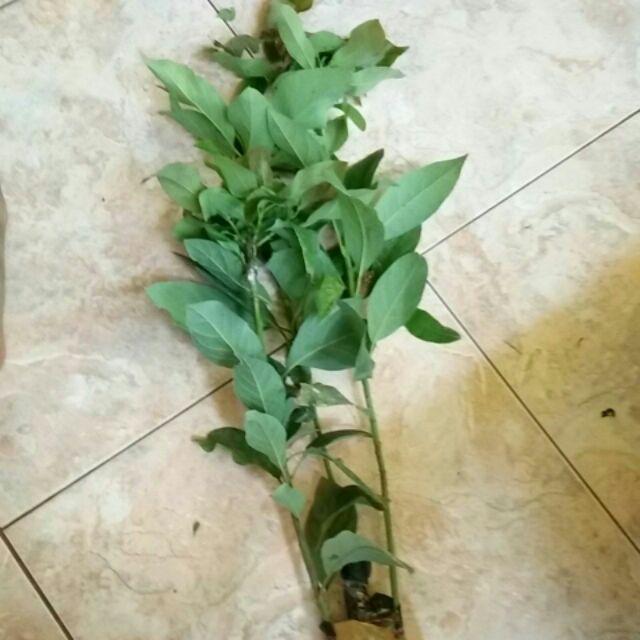 Promo 3 Bibit Tanaman Alpukat Miki 50cm