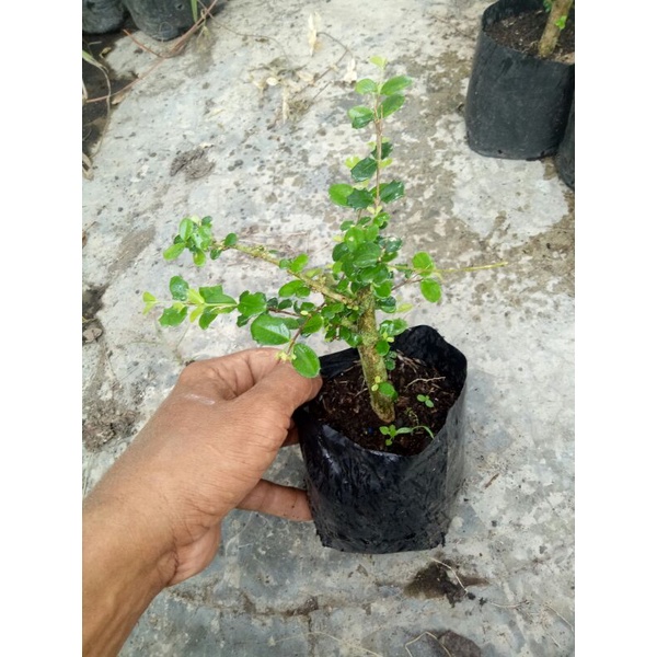 Bahan Bonsai Sakura  Mirten