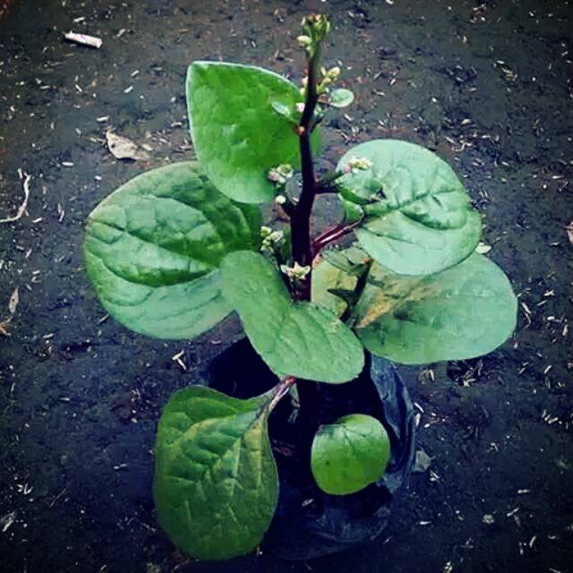 Bibit tanaman herbal binahong  Bibit tanaman herbal murah  Bibit binahong 