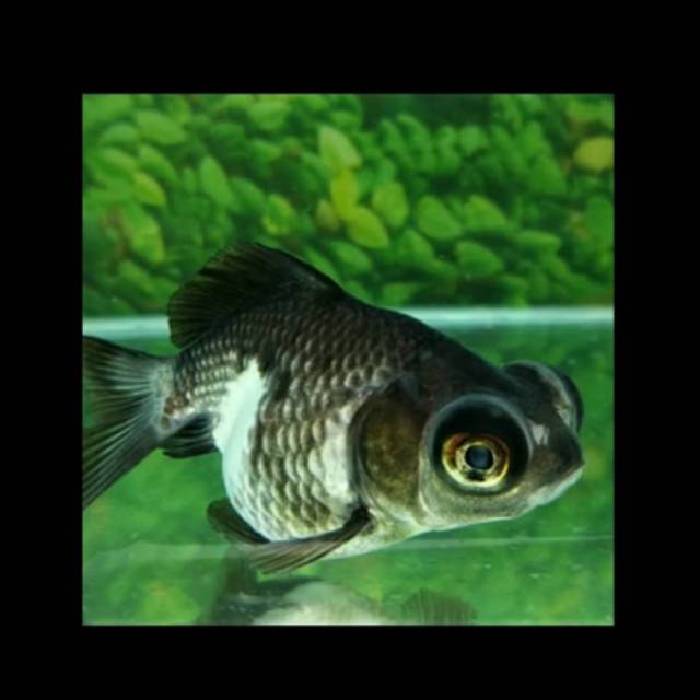 Ikan Hias Koki Panda Moor