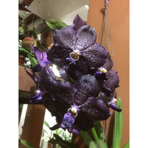 Anggrek Vanda Teslata Hybrid