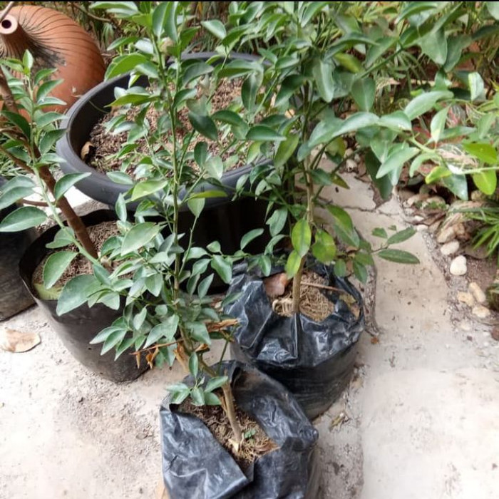 Pohon Buah Jeruk Nipis / bibit buah jeruk nipis