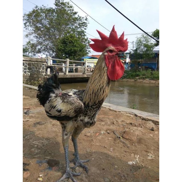 TELUR TETAS AYAM PELUNG JUMBO UNTUK DI TETASKAN