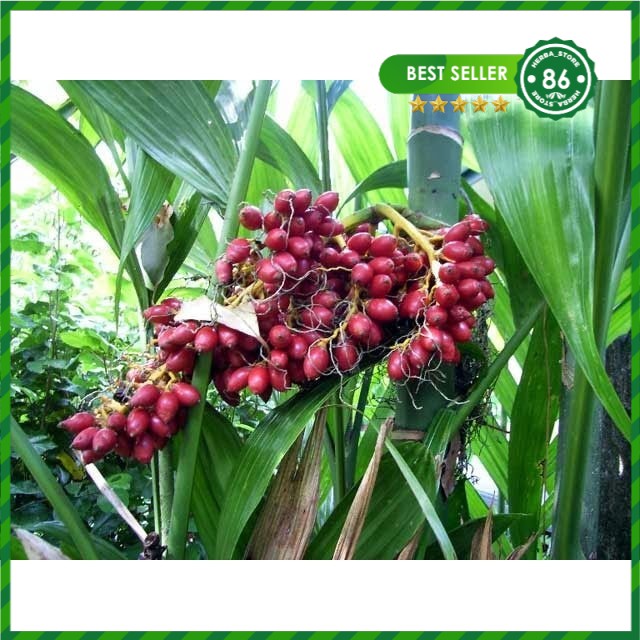 Buah Pinang Merah Bibit Benih Pinang Hias Pinang Mini jambe rene