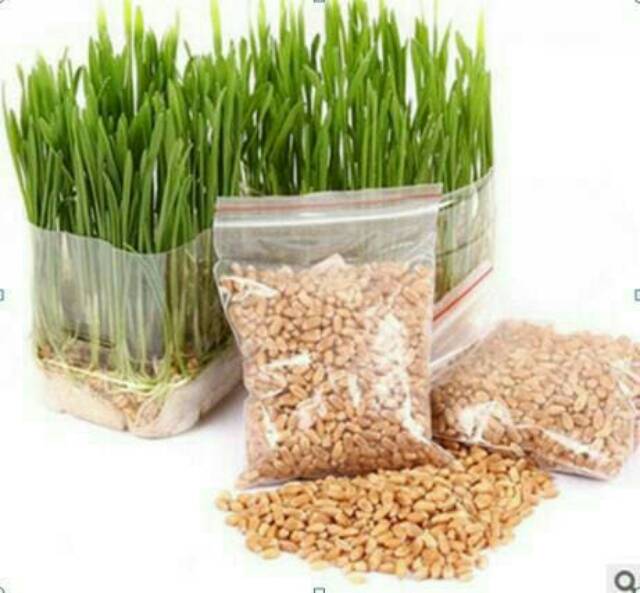 Bibit Wheatgrass Biji Gandum 100gr