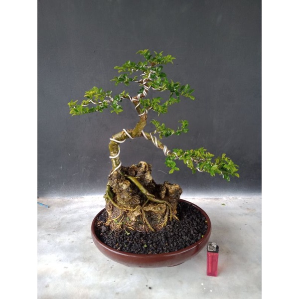 bonsai jadi tinggal pajang serut mikro
