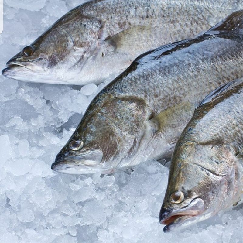 

kakap putih 1 kg