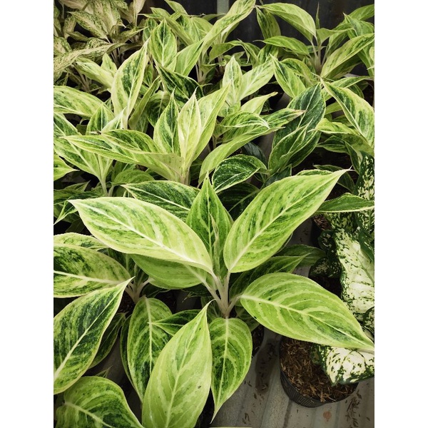 Aglaonema lipstik white