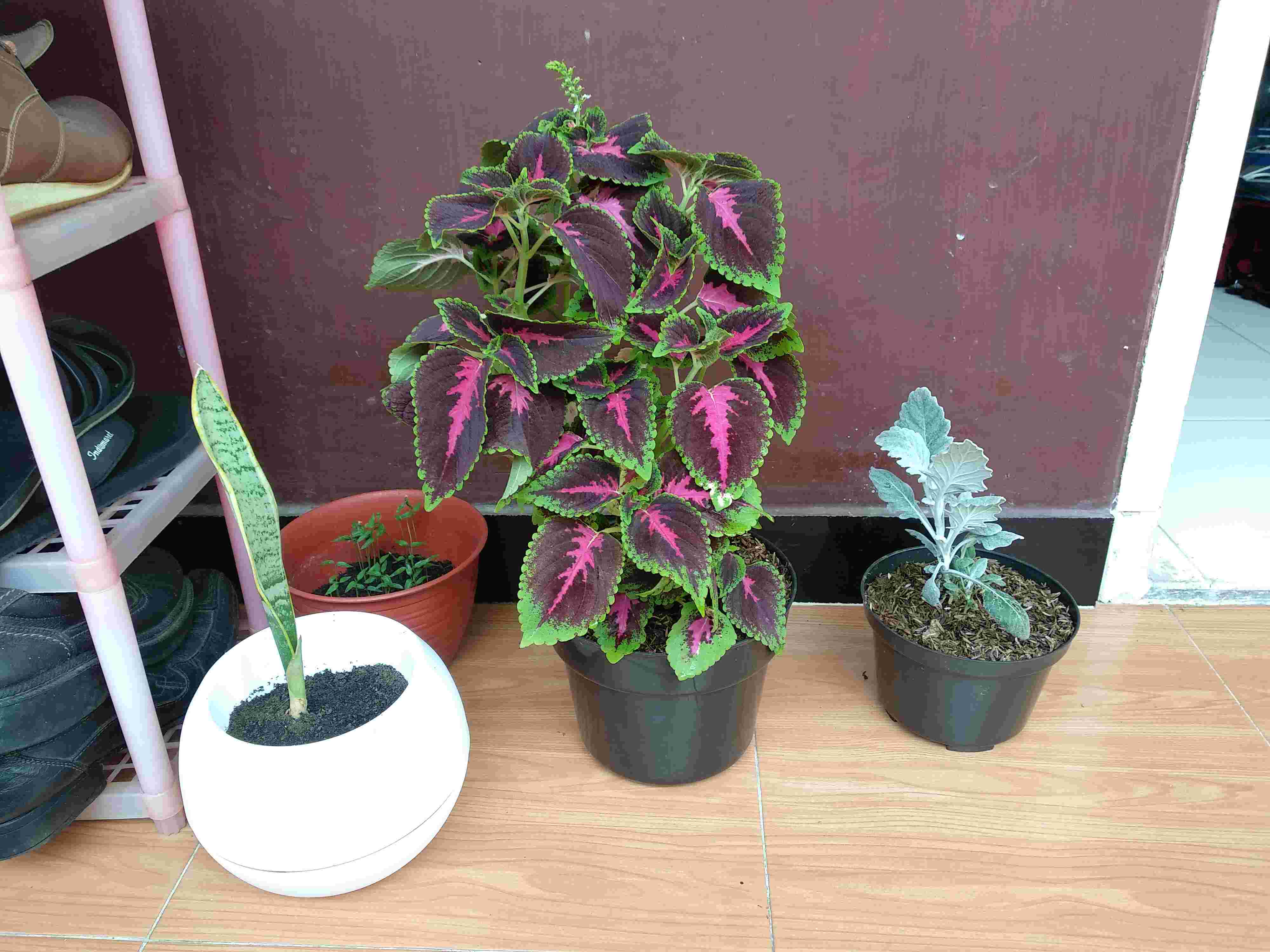 Portulaca Mini Batik Ungu Tumpuk/portulaca Grandiflora Double Petal