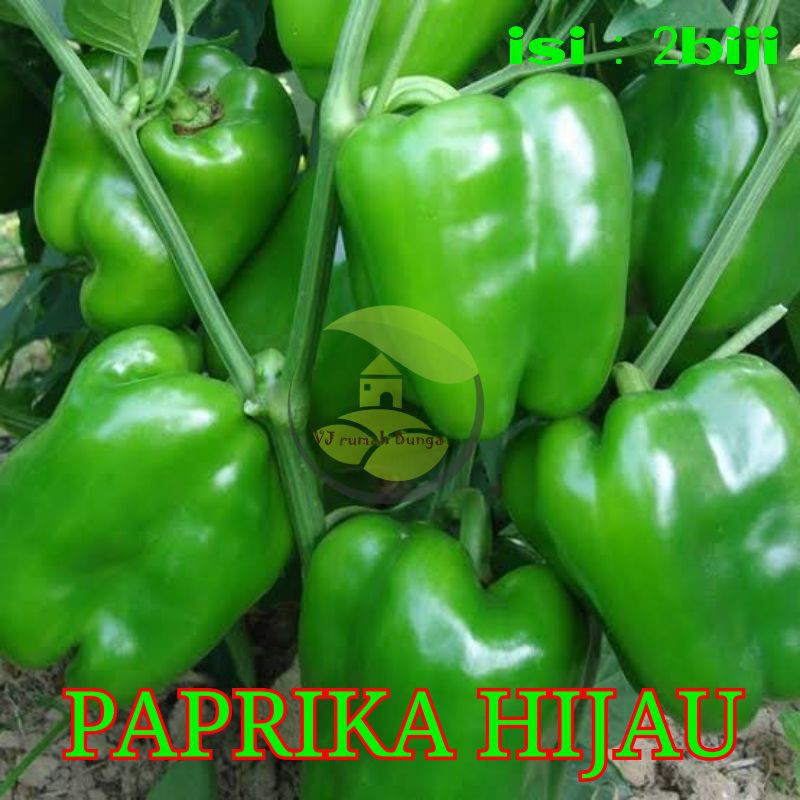 Benih Paprika Hijau Benih Bibit Cabai Paprika Ijo Cabe Paprika Hijau