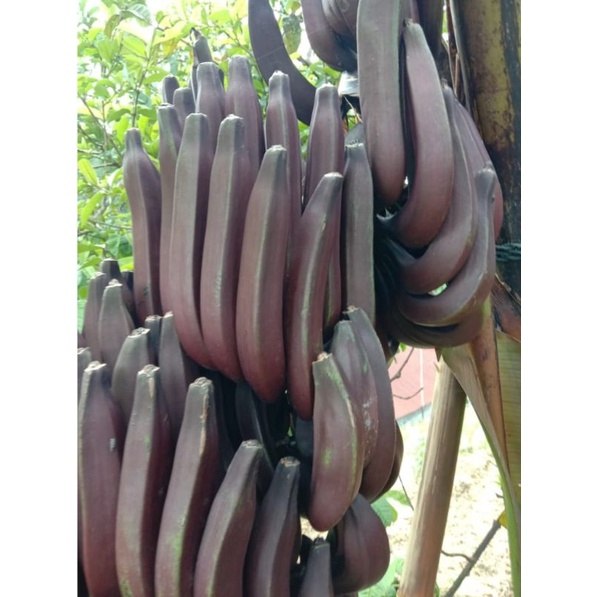 RJM Pisang Raja Nangka Merah, Bibit Pisang Raja Nangka Merah, Jual Bibit Pisang Raja Nangka Merah