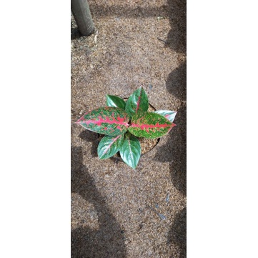 Aglaonema Red Stardas