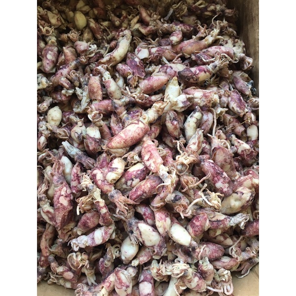 

cumi asin / baby cumi asin/ sotong sibolga kualitas premium