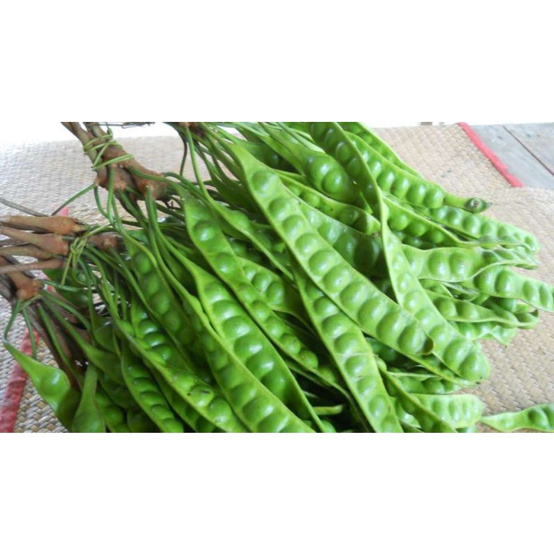 

( BISA COD ) PETE sortiran super asli Pandeglang 10 papan