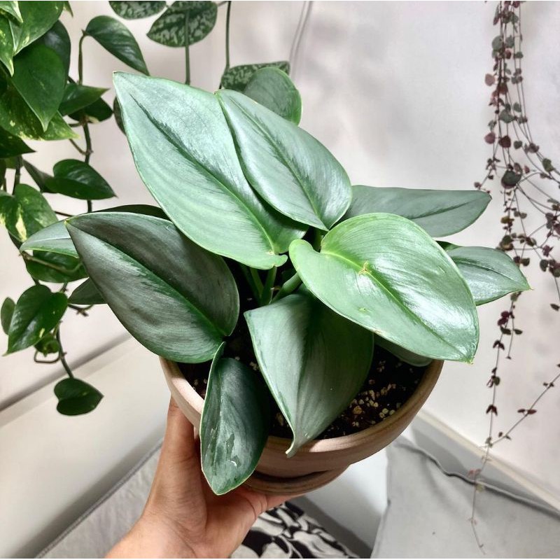 scindapsus moonlight sp - tanaman hias scindapsus Moonlight sp / sirih susu