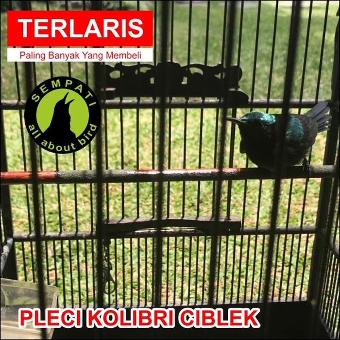 TANGKRINGAN KAYU JATI SEMPATI SANGKAR BURUNG PLECI KOLIBRI CIBLEK DLL