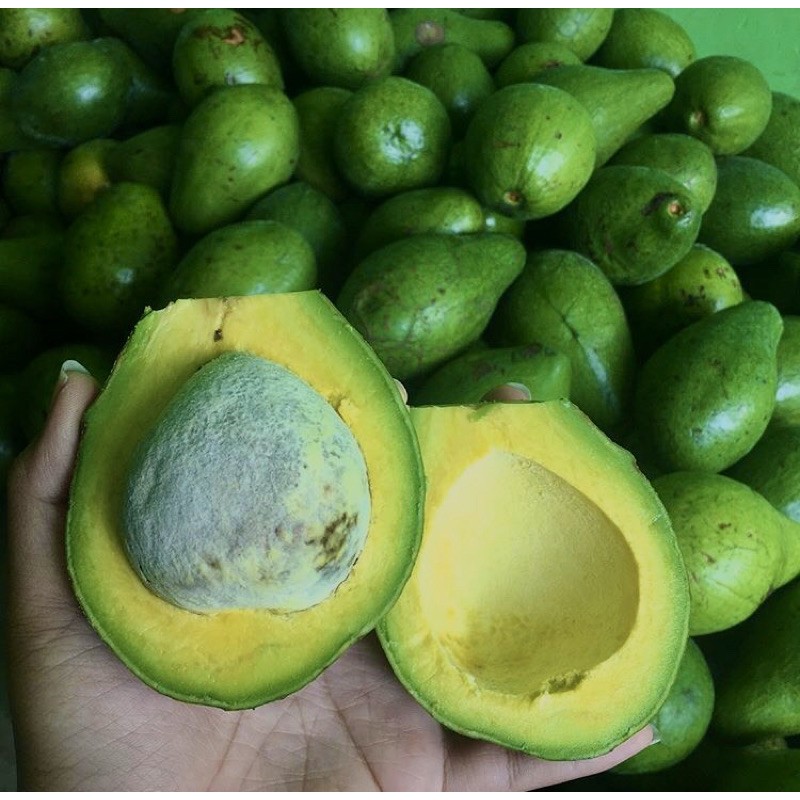 

Alpukat mentega super