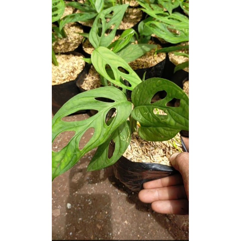 pohon janda bolong / monstera janda bolong