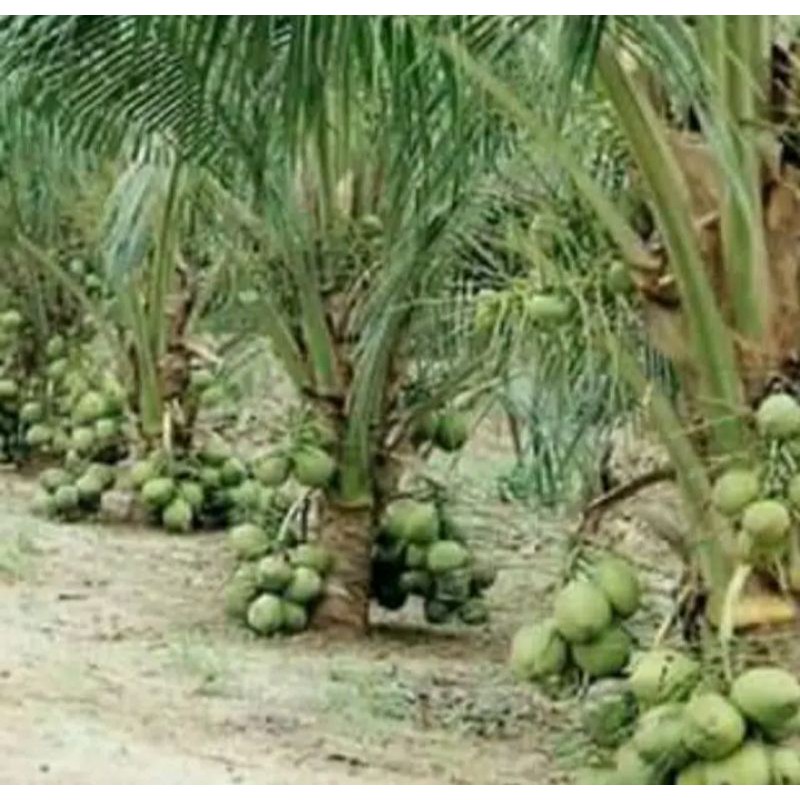 bibit kelapa hibrida hijau unggul