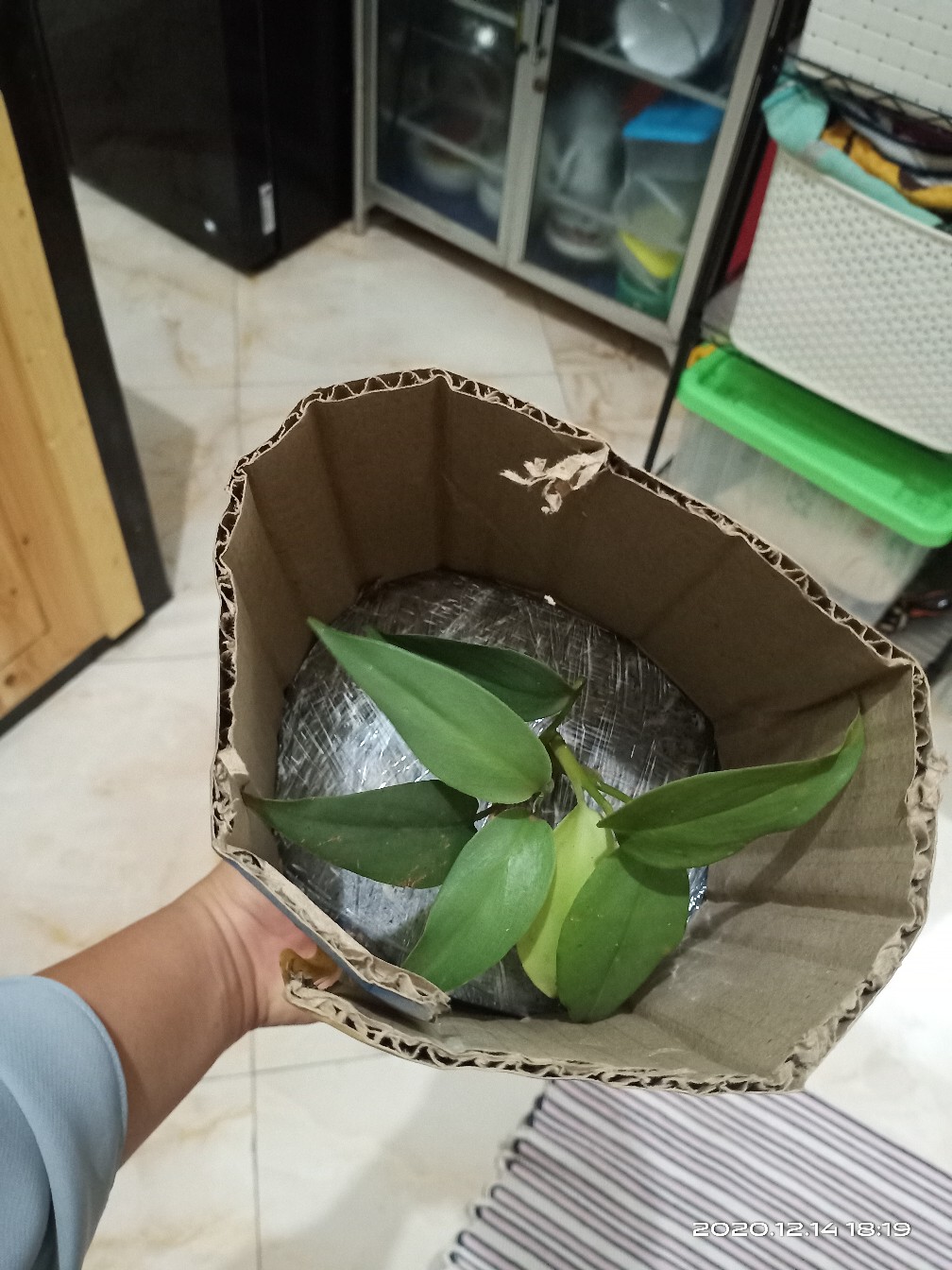 Philodendron Hastatum Silver Lokal/philo Silver Sword Lokal