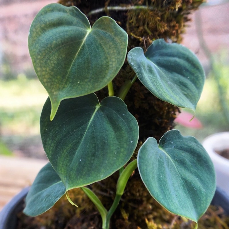 Philodendron Lupinum