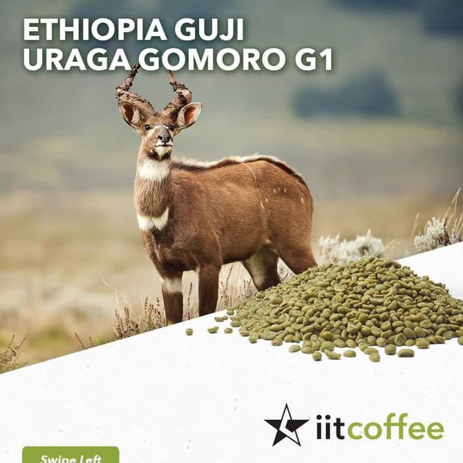 

Arabica Green Beans - Ethiopia Guji Uraga Gomoro G1 Natural