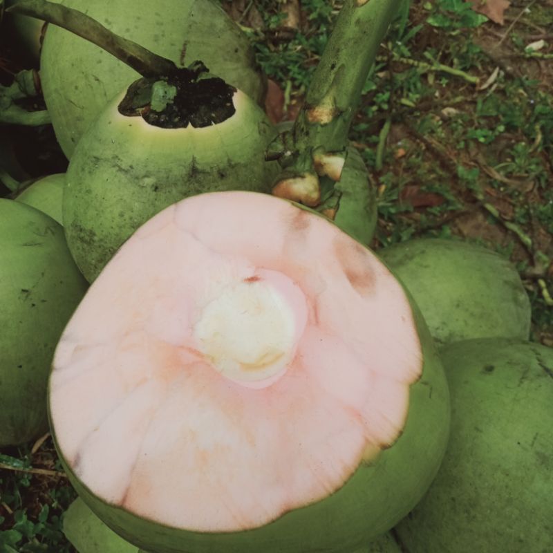 

kelapa ijo obat