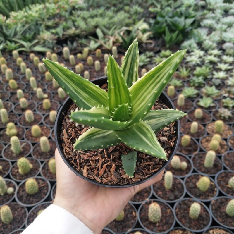 Leaved Aloe Variegated | DP 10cm | Aloe