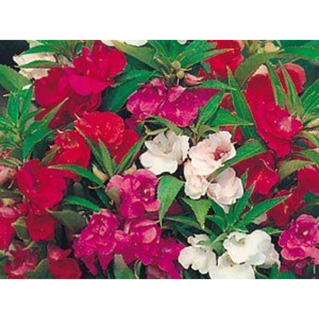 Biji Bunga Pacar Air Impatiens Balsam Mix Flower - Bibit Tanaman Bunga Pacar Air Impatiens - COD