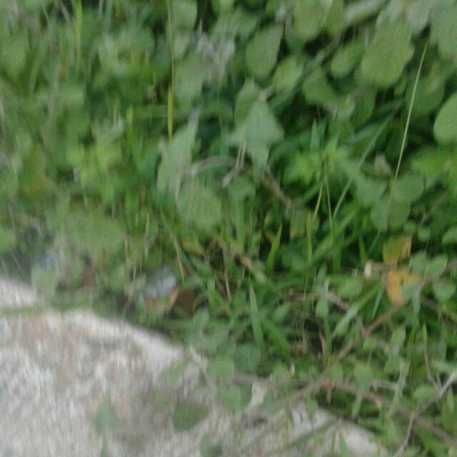 Sprei Star Fruit Punch