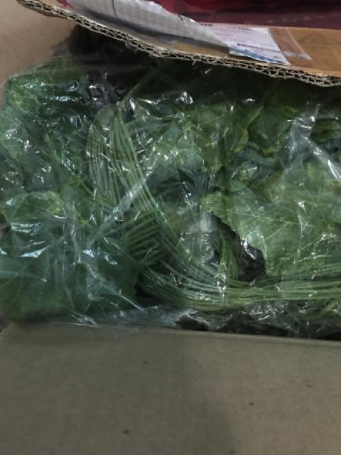 Daun Rambat Anggur D7 Perlusin  Home Dekorasi Shabby