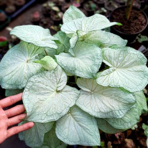 UMBI/BONGGOL Umbi Caladium White Jaguar - Caladium Thailand