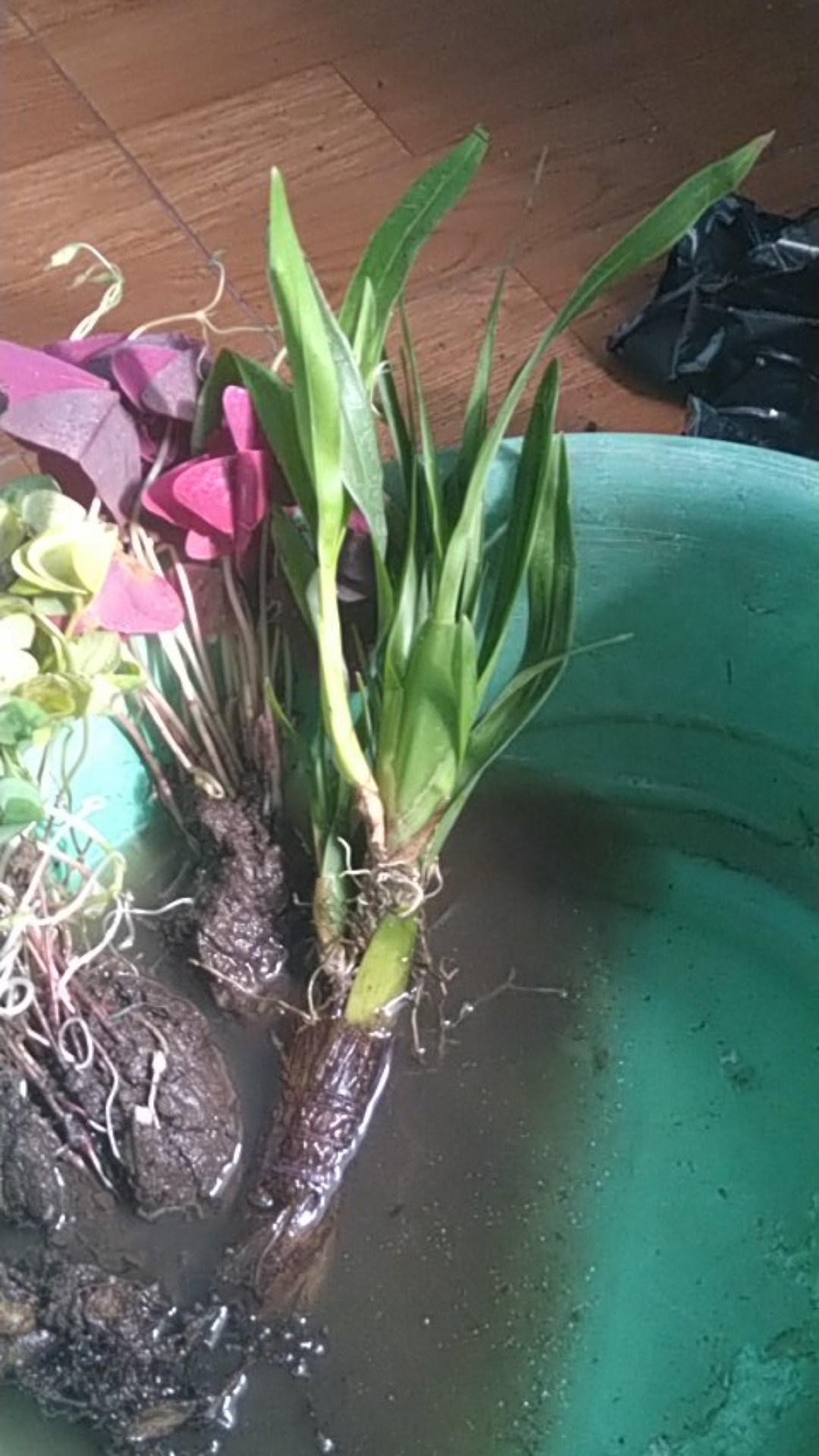 Anggrek Oncidium Golden Shower Orchid