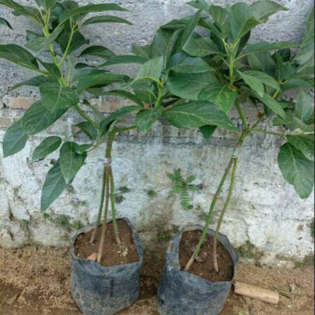 BIBIT ALPUKAT KENDIL JUMBO KAKI 3