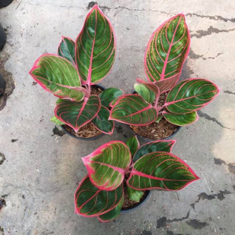 Aglonema Khanza Baby/Anakan