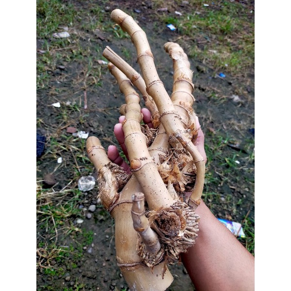 Bambu Cabang Antik Langka