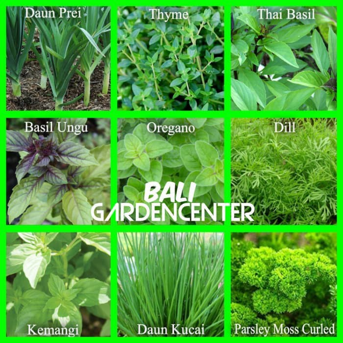 Jual Paket Benih Tanaman Herbal 9 Jenis Indonesia Shopee Indonesia